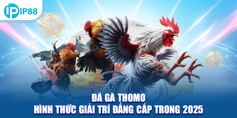 Đá gà Thomo