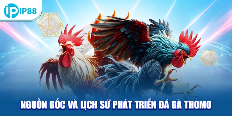 Nguồn gốc và lịch sử phát triển đá gà Thomo