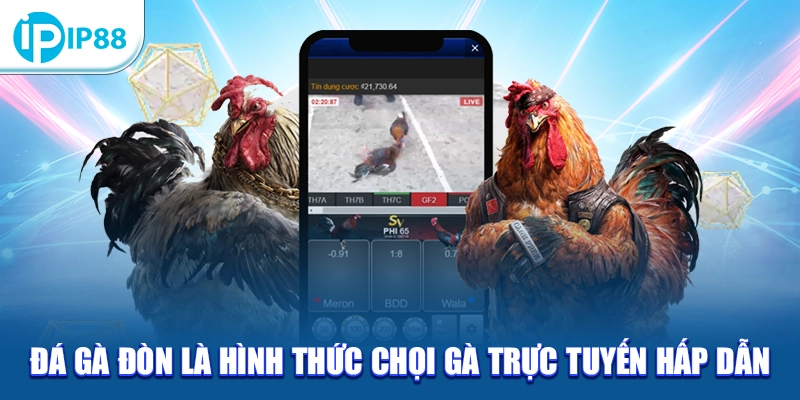 Đá gà đòn là hình thức chọi gà trực tuyến hấp dẫn