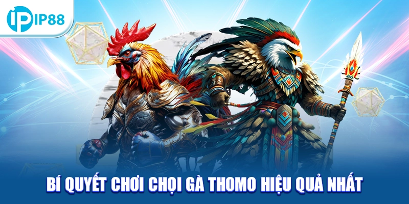 Bí quyết chơi chọi gà Thomo hiệu quả nhất