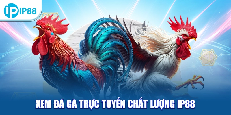 Xem đá gà trực tuyến chất lượng IP88