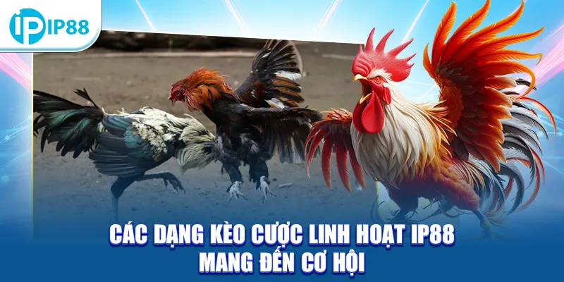 Các dạng kèo cược linh hoạt IP88 mang đến cơ hội
