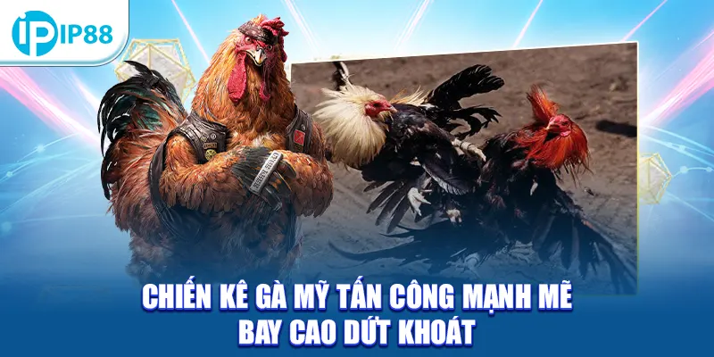 Chiến kê gà Mỹ tấn công mạnh mẽ bay cao dứt khoát