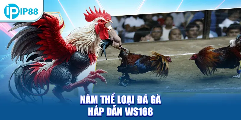 Năm thể loại đá gà hấp dẫn WS168