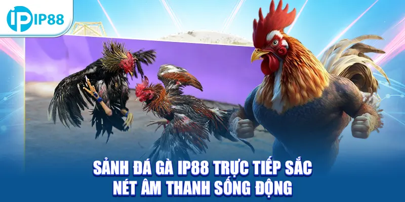 Sảnh đá gà IP88 trực tiếp sắc nét âm thanh sống động