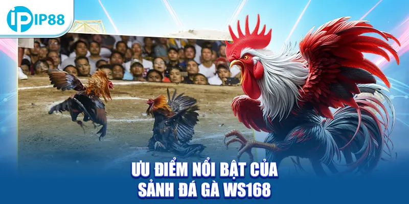 Ưu điểm nổi bật của sảnh đá gà WS168