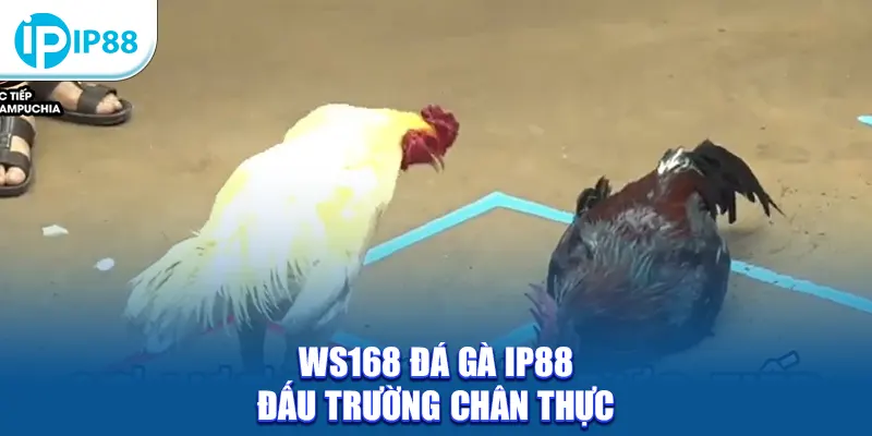 WS168 Đá Gà IP88 đấu trường chân thực